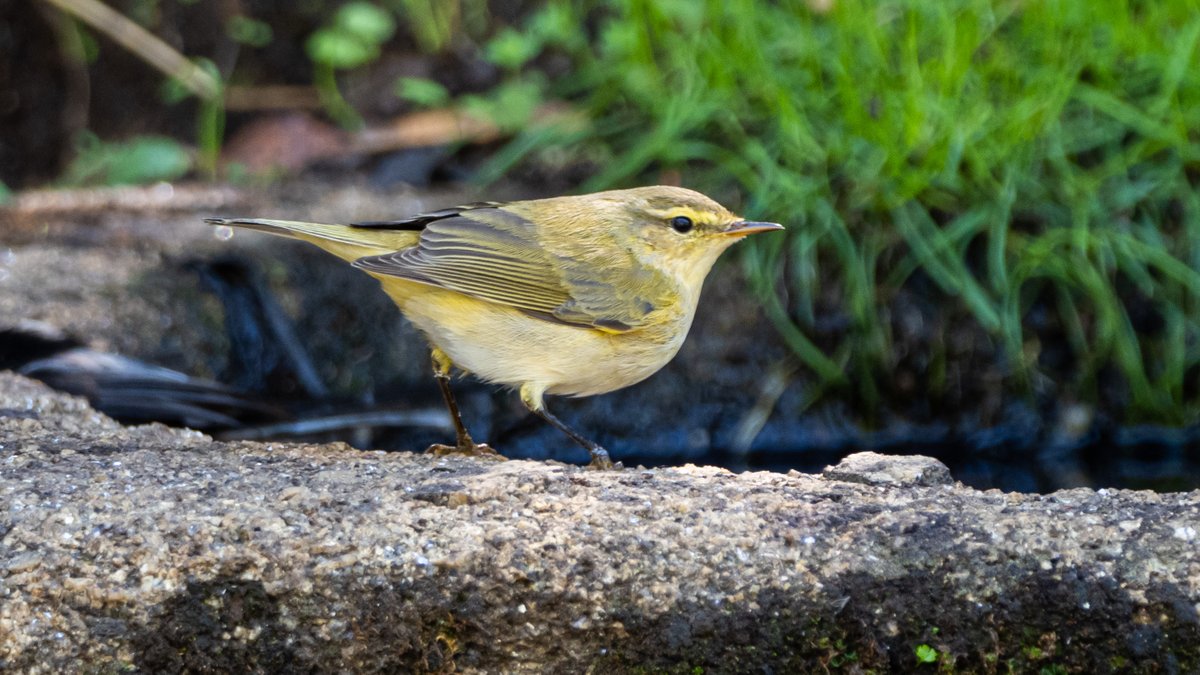 The Urban Birder - OFFICIAL (@urbanbirder) on Twitter photo The Green Wall of Africa
Join <a href="/birdlife/">Larry Bird</a> Senegal's Geoffroy Citegetse's talk about saving migratory birds in east & west Africa.
Today - Monday 10 October 7pm BST
on <a href="/InConservation1/">In Conservation With...</a>
Book FREE: theurbanbirderworld.com/tub-webinars/g…
<a href="/CJWildlife/">CJ Wildlife Bird Foods</a> <a href="/LeicaBirding/">Leica Nature & Birding</a> The Green Wall of Africa
Join <a href="/birdlife/">Larry Bird</a> Senegal's Geoffroy Citegetse's talk about saving migratory birds in east & west Africa.
Today - Monday 10 October 7pm BST
on <a href="/InConservation1/">In Conservation With...</a>
Book FREE: theurbanbirderworld.com/tub-webinars/g…
<a href="/CJWildlife/">CJ Wildlife Bird Foods</a> <a href="/LeicaBirding/">Leica Nature & Birding</a>