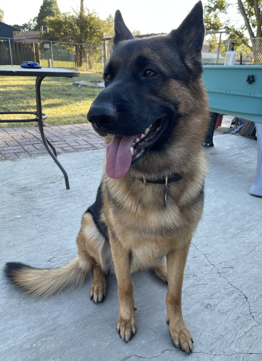 Gunnar_GSD's tweet photo. Going to Ocala for the GSD Club of America's Nationals to show in obedience this week. Dad and I get to spend the whole week together! Dad is a little nervous about the big stage next week, but I told him I've got this! #dogsoftwitter https://t.co/85A6W0dpVi