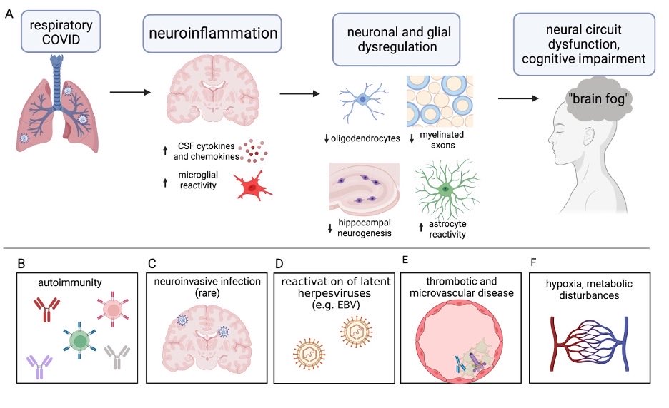 Grateful for the opportunity to coauthor this review with the incredible @michelle_monje 🙏🏼 We discuss pathobiology of #longCOVID in the central nervous system and speculate on chief mechanisms that contribute to this emerging neurological health crisis. cell.com/neuron/fulltex…