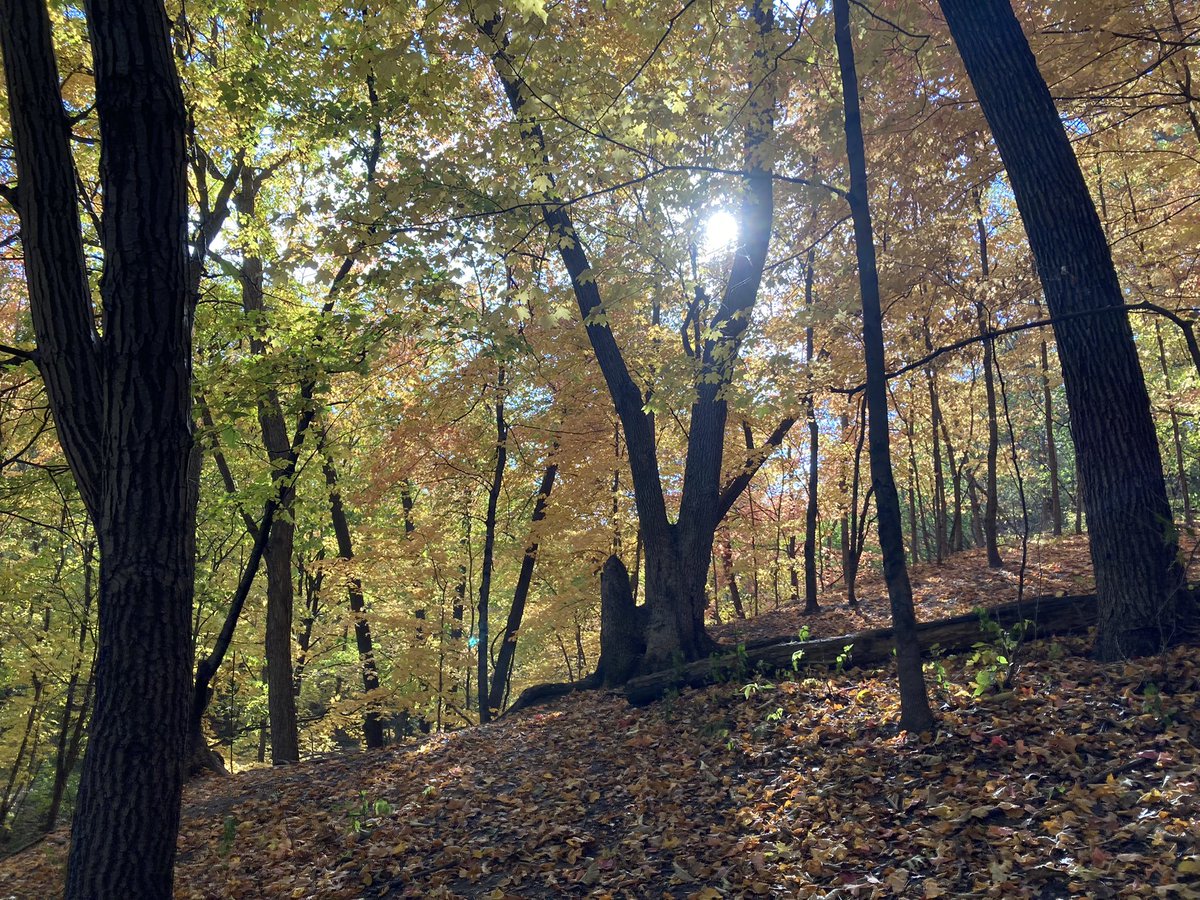 If you are in Minnesota and haven’t spent time in the woods this week, you are missing out! The colors are on point.