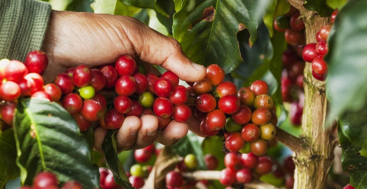 Floridamangos's tweet photo. If you love Colombian coffee, you’ll love drinking coffee when you visit Colombia. Colombia is one of the major coffee-producing countries in the world. Colombia has been producing coffee since the plant was introduced to Latin America in the 1700s. https://t.co/JFn8ljfcHV