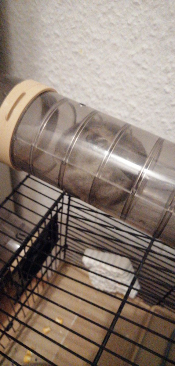 dubios_su's tweet photo. Einmal so entspannt einschlafen können wie kleine wg hamster https://t.co/2zCmc9Kdor