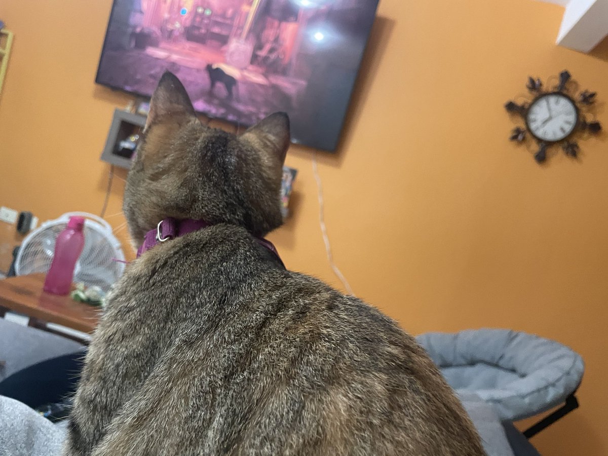 Rapuiz's tweet photo. Todo era risa y diversion hasta que la furia de la Puri ataco. 
#Stray 
#Gatita https://t.co/bDnQjFzdEJ