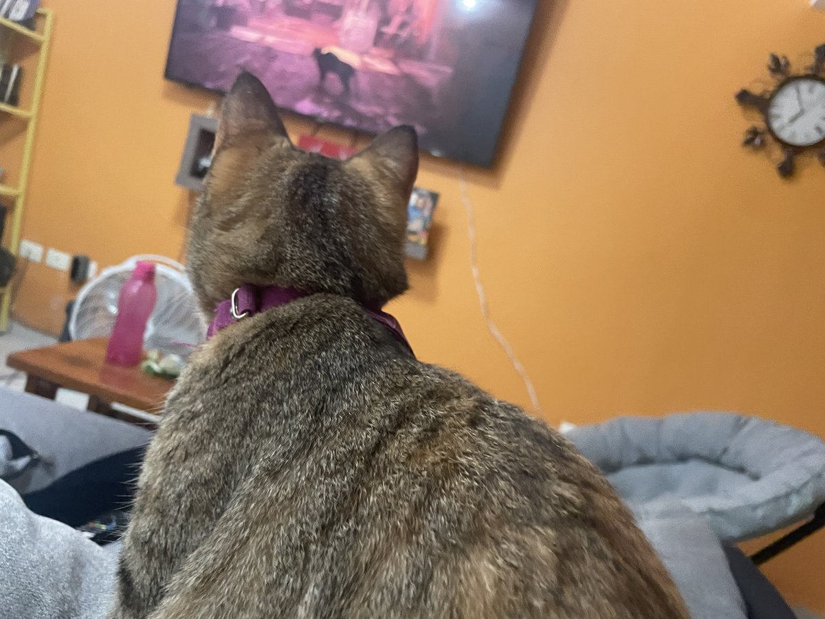 Rapuiz's tweet photo. Todo era risa y diversion hasta que la furia de la Puri ataco. 
#Stray 
#Gatita https://t.co/bDnQjFzdEJ