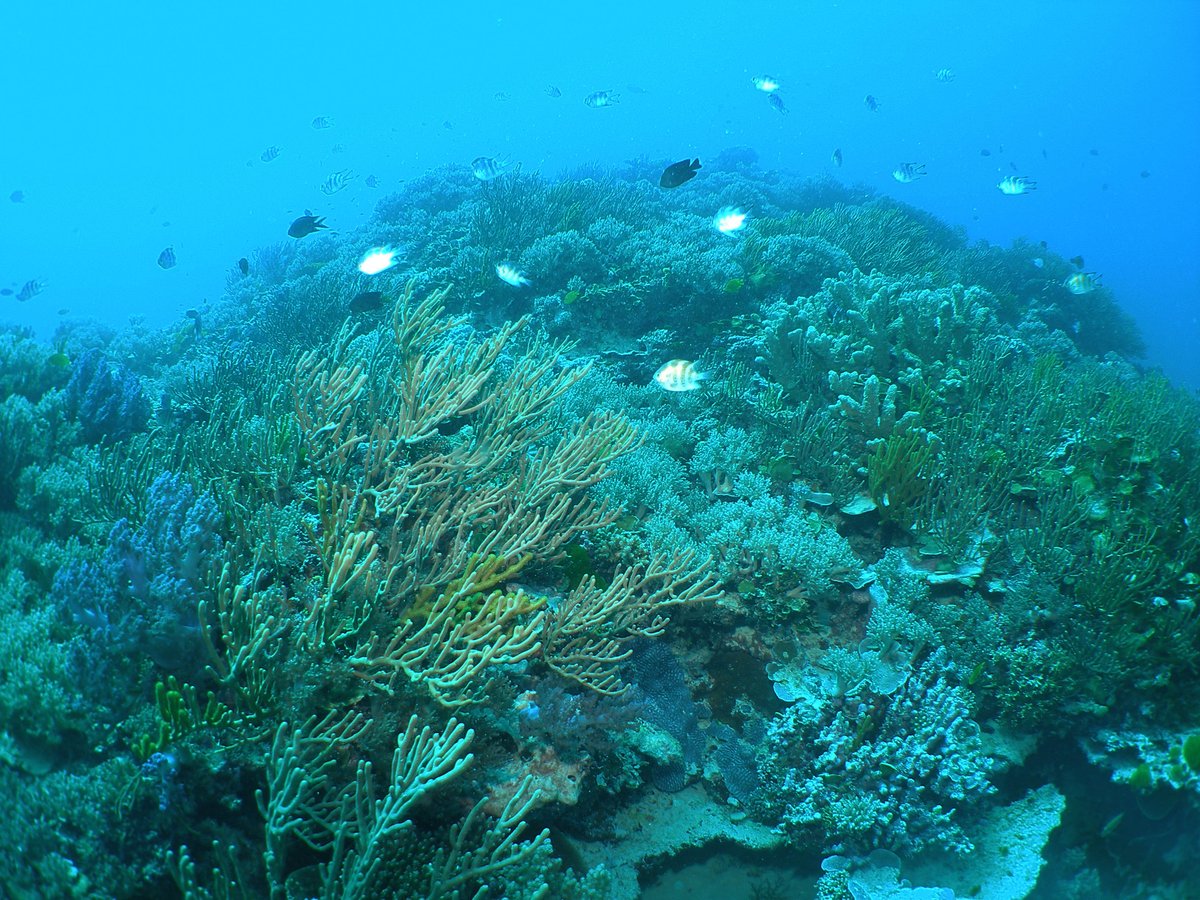 Fish diversity on the Great Barrier Reef increases with habitats that include a mix of hard and soft coral.  Jaimee Moynihan, and team, demonstrated that soft corals are another essential component of a healthy reef <a href="/April_E_Hall/">April Hall</a>  tinyurl.com/2p94jauy <a href="/enviro_sci/">CSE @JCU</a>