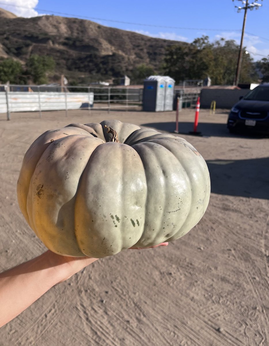 my pumpkins 🥹