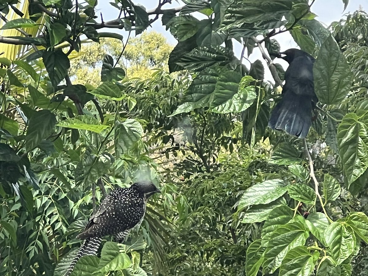 @jameshumbers@aus.social tweet media