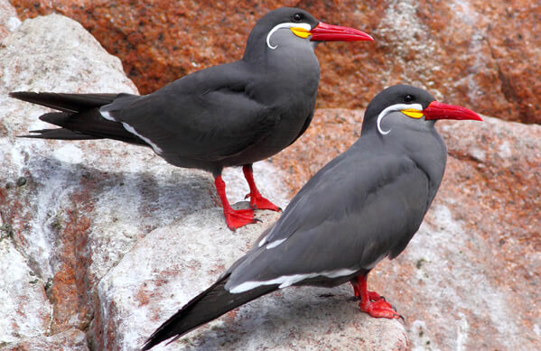 birdfunfacts's tweet photo. The other day, I saw photos of the Inca Tern for the first time. I was so wow-ed by their mustachioed appearance, I simply had to do a #post on them!
#Birds #IncaTerns #BirdFunFacts #FunFacts #Trivia #Learning https://t.co/qHeieCbrsx
