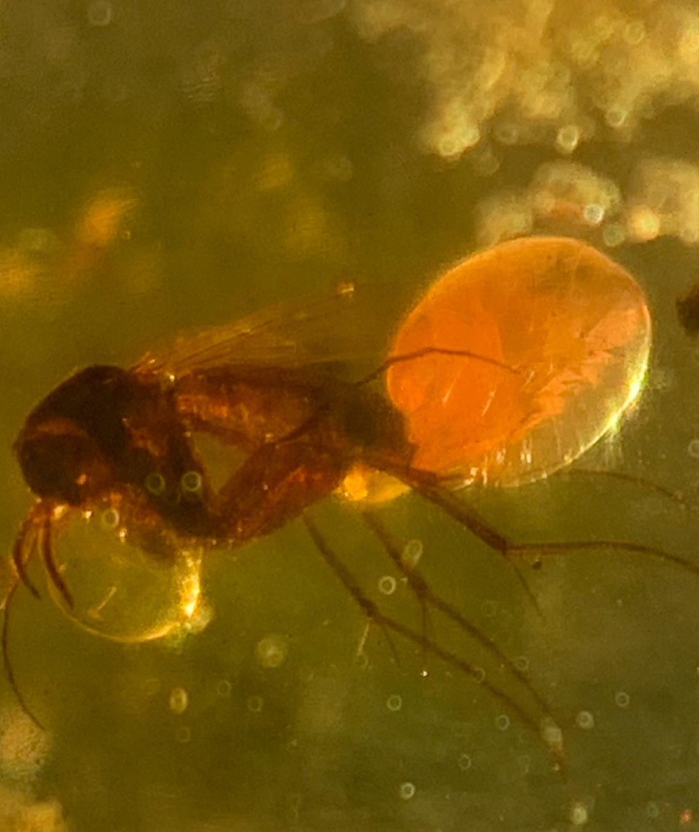 dr_dappleton's tweet photo. Another set of new #insectsinamber #insectsincopal #FossilFriday #fossilarachnid #fossils #paleontology #entomology #fossilphotography #macrophotography #Fossilinsects #fossilinsect #amberwithinsects #amberwithinclusions #NaturePhotography #extinct #nature https://t.co/bWclW4Tm6I