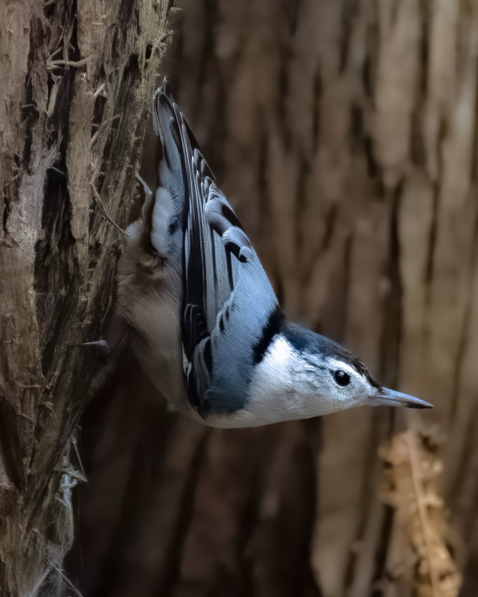 MarcotheLuck's tweet photo. « Even upside down, I can see you !! »  Was pleased to encounter this little White-Breasted Nutchatch while having a short walk  at the Jackson Creek Trail in  Peterborough. #birdwatching #birdsphotography #naturephotography https://t.co/vIrU7xgOym