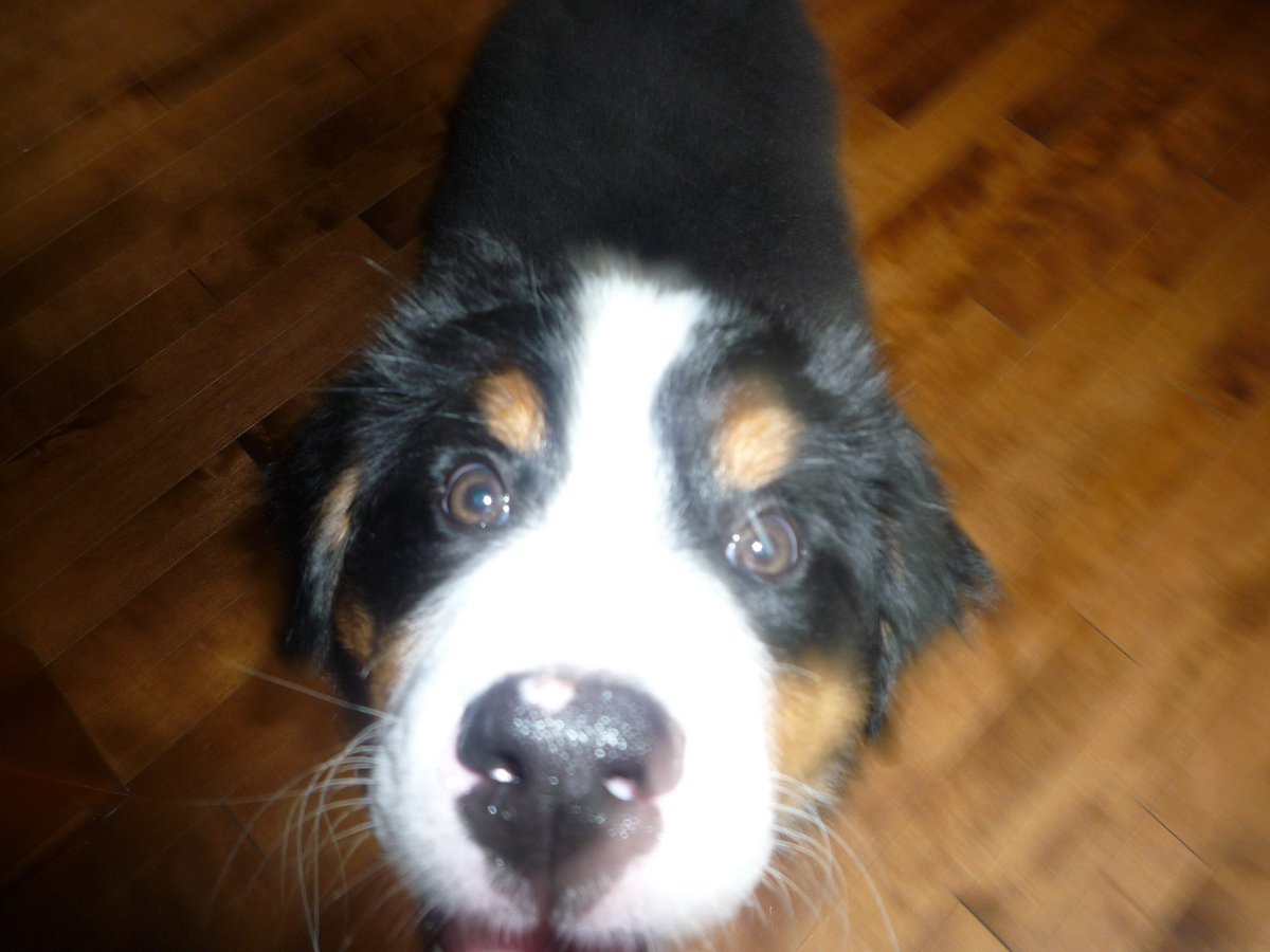 BettyFordDog tweet picture