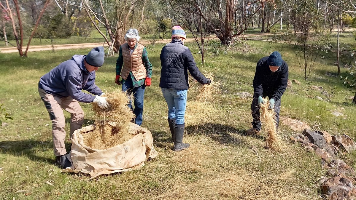 wimmeracma's tweet photo. Congratulations👏 Moyston Landcare Group on their ongoing work on #nativegrasses #seedingtrials🌱 Another successful morning of volunteer work earlier this month
Thank you to everyone involved for your wonderful efforts
📸 #MoystonLandcareGroup 
#wimmerabiodiversity
@landcarevic https://t.co/ZMOtTuprnw
