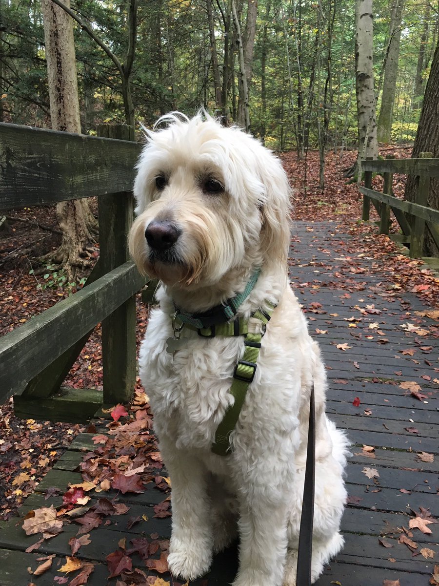 rmfini's tweet photo. Picking up  Finn’s 💩💩💩 is important to protect the quality of watersheds 💦 and wetlands 💦! In last 10 years, @clevemetroparks restored Bonnie Park Wetland, Beecher’s Brook, Jackson Field, Sulfur Springs Headwater, Fern Hill, and Acacia Reservation!  @supportcmparks https://t.co/T8iQmsGZLv