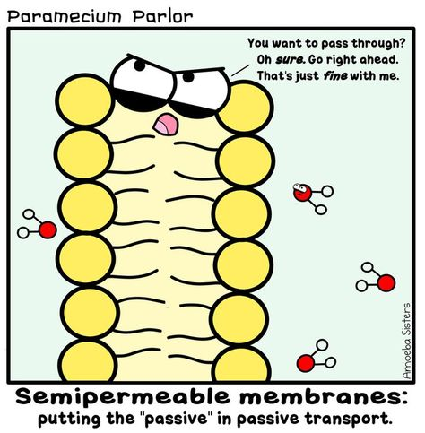 PlasmaM22's tweet photo. Don't worry- I'm not like this! Some other plasma membranes though- Yikes! Don't even get me started on Philip. #passive #getpoliticell #memebraneofthepeople #active #transport #mean #philip https://t.co/XleecvxYmF