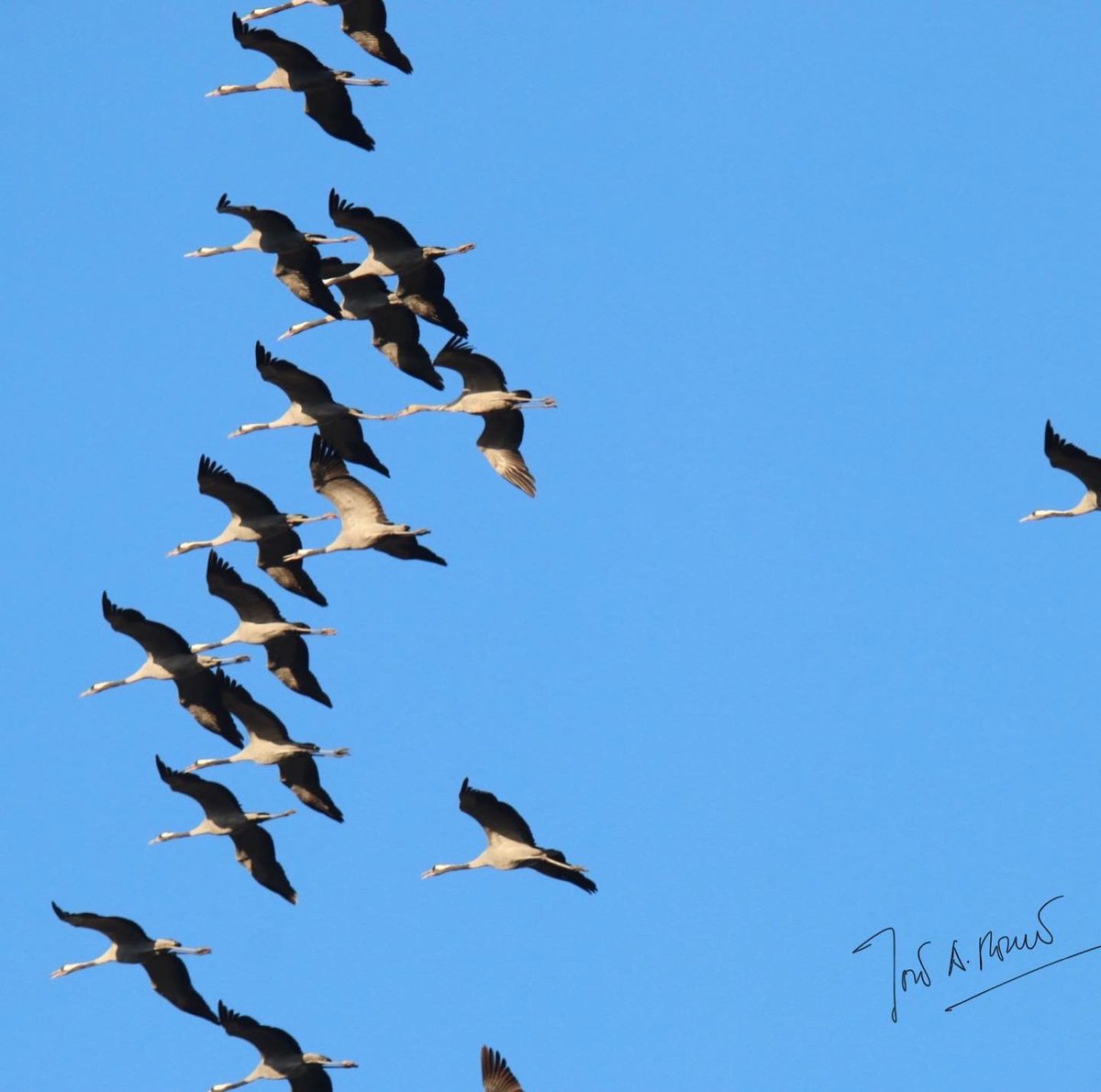 Grus Extremadura tweet media