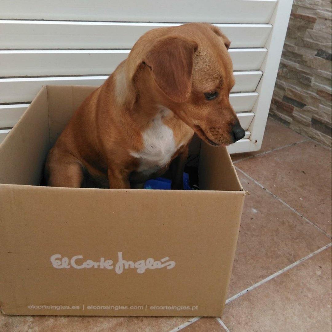 feliz cumpleaños a la cosa q más quiero en el mundo estoy enamorada de este ser y que me digan algo q los mató a todos kira. te quiero porfavor no te vayas nunca