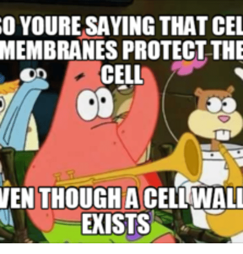 PlasmaM22's tweet photo. I am! The cell wall is just there for show! I really protect my cell- not the cell wall. It just takes credit for all of my work. #fake #getpoliticell #membraneofthepeople #iworkhard #cellwallisbad #imthebest https://t.co/uLGPe5yzqg