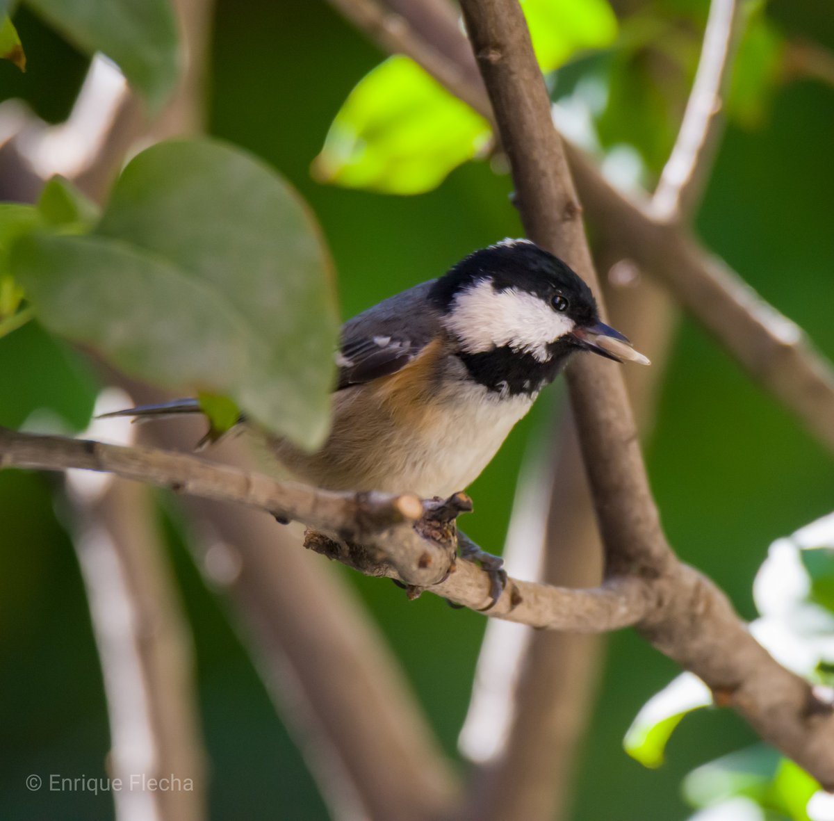 Carbonero garrapinos (Periparus Ater), Madrid, 8/10/22, que tengáis una buena semana, un saludo.
#avesdeEspaña #aves #BirdsSeenIn2022 #nikonphotography #nikon #tamron #TwitterNaturePhotography #fotografiaamateur #amateurphotography #BirdsPhotography #carbonerogarrapinos