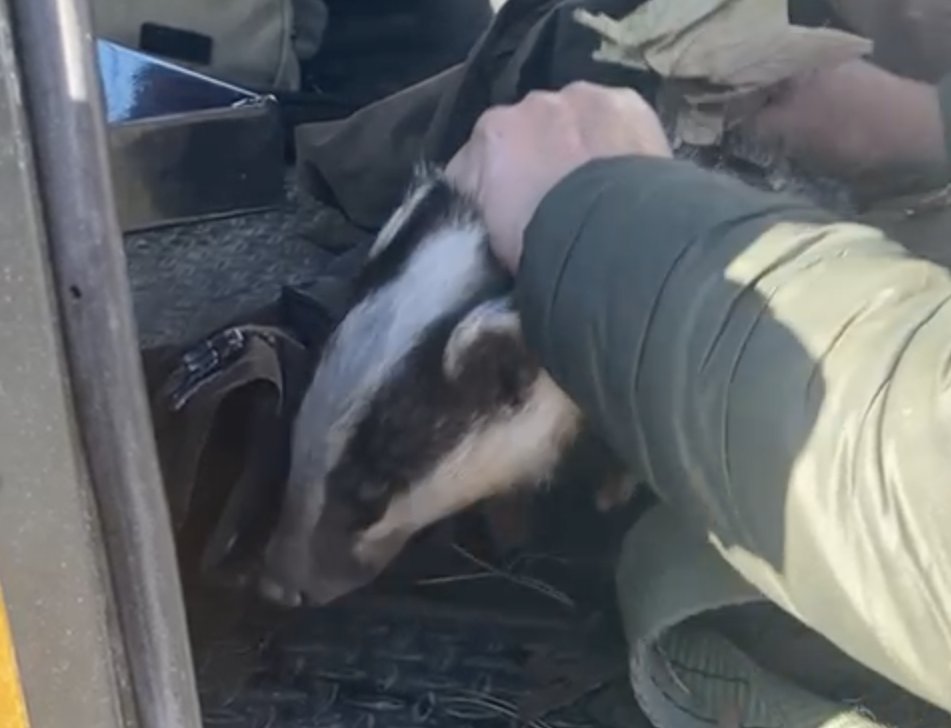 MOD ignore illegal hunting a AGAIN 
The Royal Artillery Hunt continues to break the law, surpassing themselves Saturday by catching this badger. Thanks to the amazing monitors &amp; sabs this badger went to Marilyn at Wiltshire Wildlife Hospital #MODillegalhunting