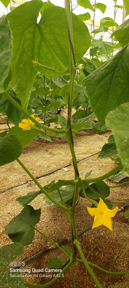 🥒 #HuracanRZ, resistencia a NuevaDelhi en #pepino para #Almería. Esta variedad resiste a oídio, tiene una fuerza de raíz importante y frutos de calidad todo el ciclo. 👍 Recomendado para septiembre y primeros de octubre.

📸 Fotos: <a href="/suministros_fmf/">Fco Muñoz Flores SL</a> ✌ ¡Todo para la #agricultura!