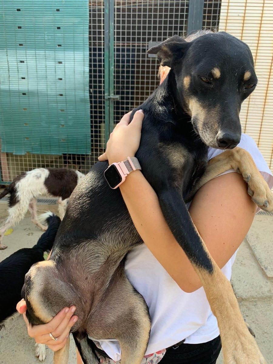 GOYA 🥰

8 kg de amor. Tiene 10 meses. Abandonada en un pueblo de Granada. Se encuentra en el refugio.

Es muy cariñosa pero necesita coger un poco de confianza, su vida anterior no ha tenido que ser fácil, ningún problema con los demás perretes.

¿Quieres darle una oportunidad?