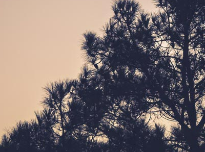 speakingtree's tweet photo. #STArchives
A partridge lived in her nest beneath a large peepal tree for many years
https://t.co/pHTzrmQwOf https://t.co/Dn28BWHcWz