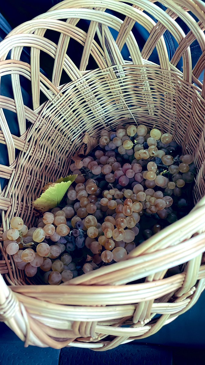 HadasMeitzad's tweet photo. What better way to celebrate #Sukkoth than at grapes harvest at #Tsinandi estate, #Kaheti? Thank you @GharibashviliGe @iliadarch for a wonderful experience of georgian traditions 🇮🇱🇬🇪🍇 https://t.co/svSckFhr8m