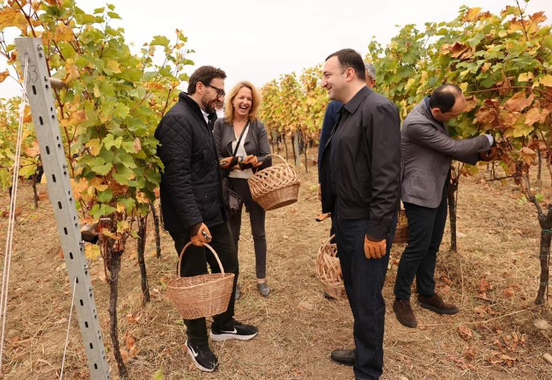 HadasMeitzad's tweet photo. What better way to celebrate #Sukkoth than at grapes harvest at #Tsinandi estate, #Kaheti? Thank you @GharibashviliGe @iliadarch for a wonderful experience of georgian traditions 🇮🇱🇬🇪🍇 https://t.co/svSckFhr8m