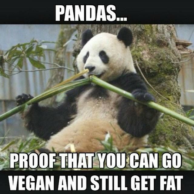 #Vegan doesn't mean #skinny. Everything is actually individual 🍔🥦🏋️‍♀️
#fat #panda