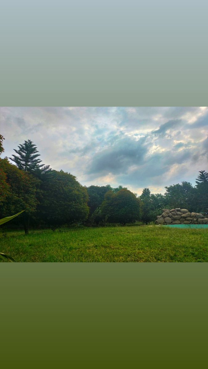 supreets's tweet image. "A backyard designed to be a 'little piece of heaven' can remake ordinary time and space into something memorable."

- Jan Johnsen, Heaven is a Garden

#beautifulafternoon #cloudyday #viewfrommyverandah #mylittleheaven #backyardgarden
