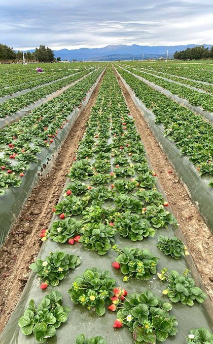 ModernAgUpdates's tweet photo. If you are interested in #agriculture, please like and retweet. https://t.co/yetTKMwHmP
