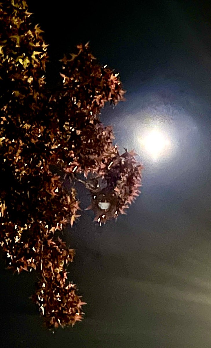 MsMaria_22's tweet photo. #HuntersMoon #fullmoon #Octoberfullmoon https://t.co/NmXFdSHYz5