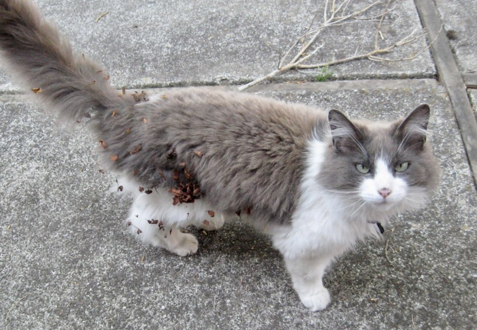 UpuQue's tweet photo. My featured photo section also decided it was a good time to show me these 😩🥺😭😢 #Cats #CocoCat #ArchieCat #EddieWasADustMop https://t.co/0OrHmYyB2S