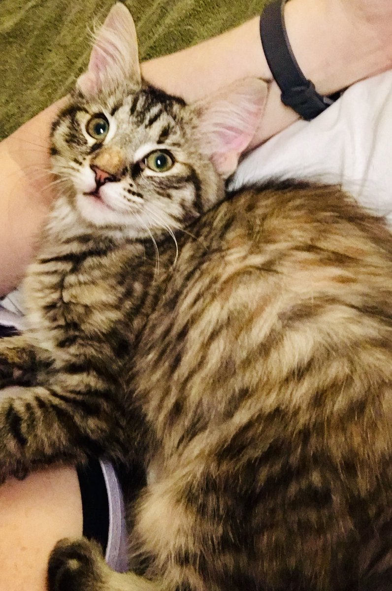 UpuQue's tweet photo. My featured photo section also decided it was a good time to show me these 😩🥺😭😢 #Cats #CocoCat #ArchieCat #EddieWasADustMop https://t.co/0OrHmYyB2S