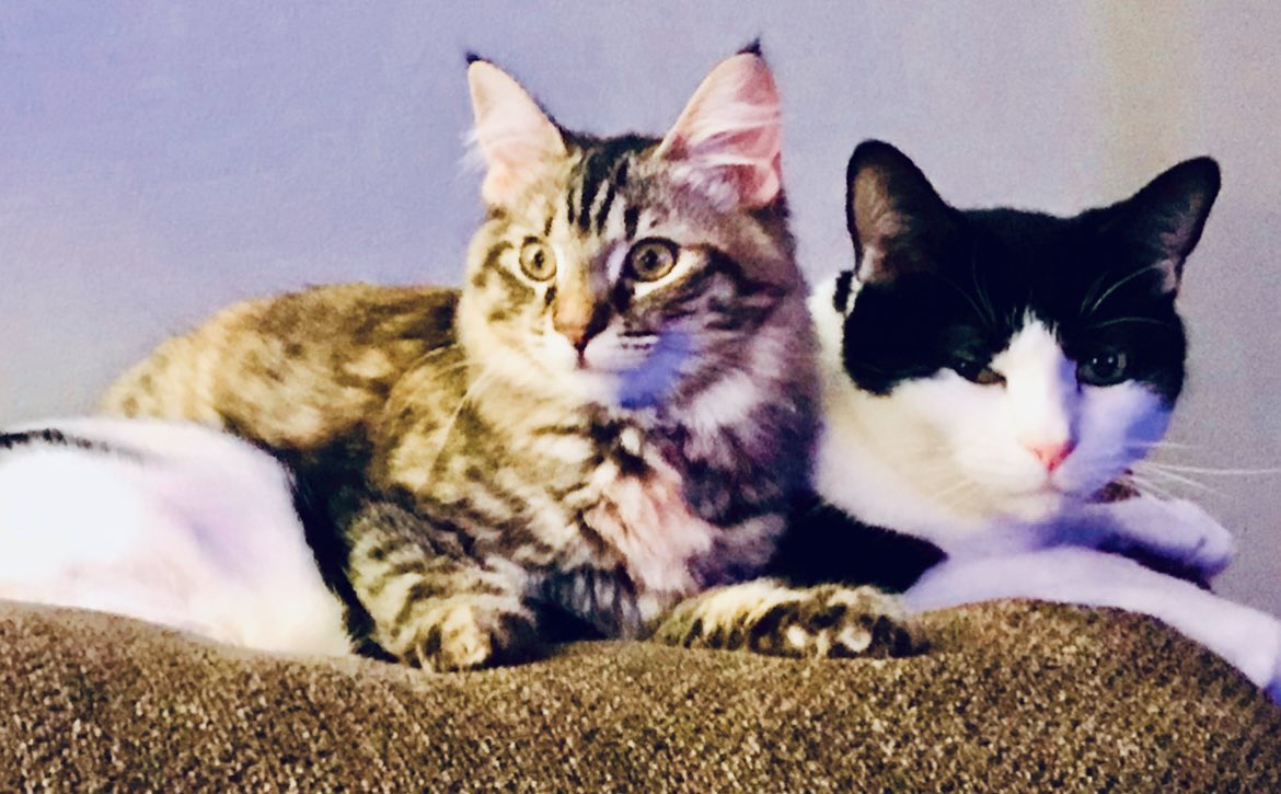 UpuQue's tweet photo. My featured photo section also decided it was a good time to show me these 😩🥺😭😢 #Cats #CocoCat #ArchieCat #EddieWasADustMop https://t.co/0OrHmYyB2S