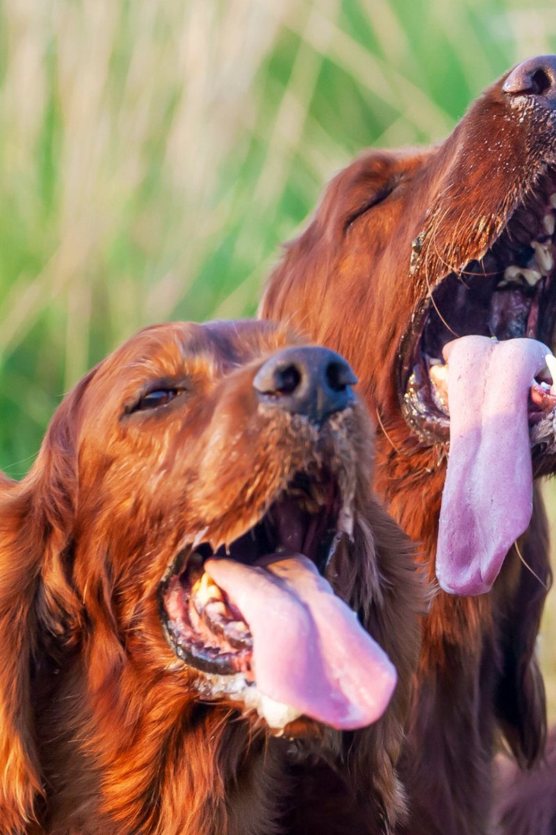 Basic_Dog_Mom's tweet photo. It’s essential to your pup’s safety to recognize signs of heat exhaustion in dogs, how to take immediate action, and understand what prevention tactics to use to prevent overheating.
https://t.co/NTBRfTe9Ku
#heatexhaustionindogs #dogoverheating #doghealth #basicdogmom #dogsafety https://t.co/9Tryv39ef3