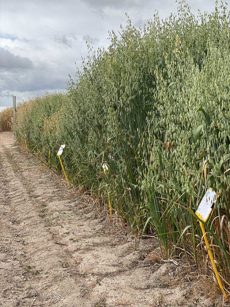 deeboxall's tweet photo. A magic day in York for the #oat2022 @GrainIndustryWA Oat Field Day, supported by @DPIRDbroadacre &amp; @InterGrain1 🌾☀️ https://t.co/p8DXQhavu7