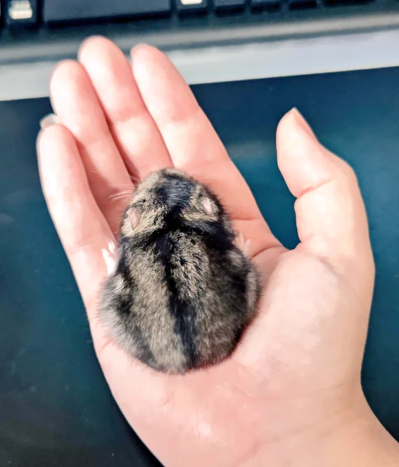 ハム団子ヒさま 
