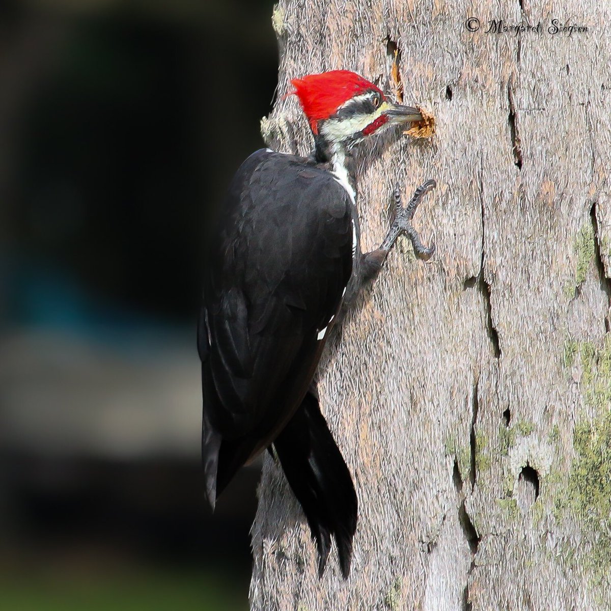 NatureXposure's tweet photo. Pileated Woodpeckers are mostly black with white stripes on the face and neck and a flaming-red crest. Males have a red stripe on the cheek. ❤️

 #birdphotography #birds #nature #wildlife #photography #photographer #photooftheday #BirdTwitter https://t.co/4HNi1fduhF