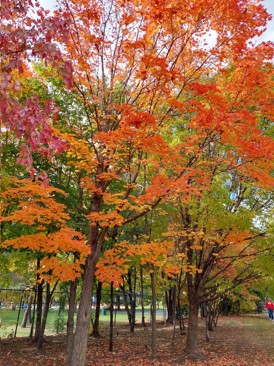 storycatching's tweet photo. Happy Thanksgiving! #myottawa #ottawa #ottawatourism @Photohour @StormHour https://t.co/qjdQVGI6xW