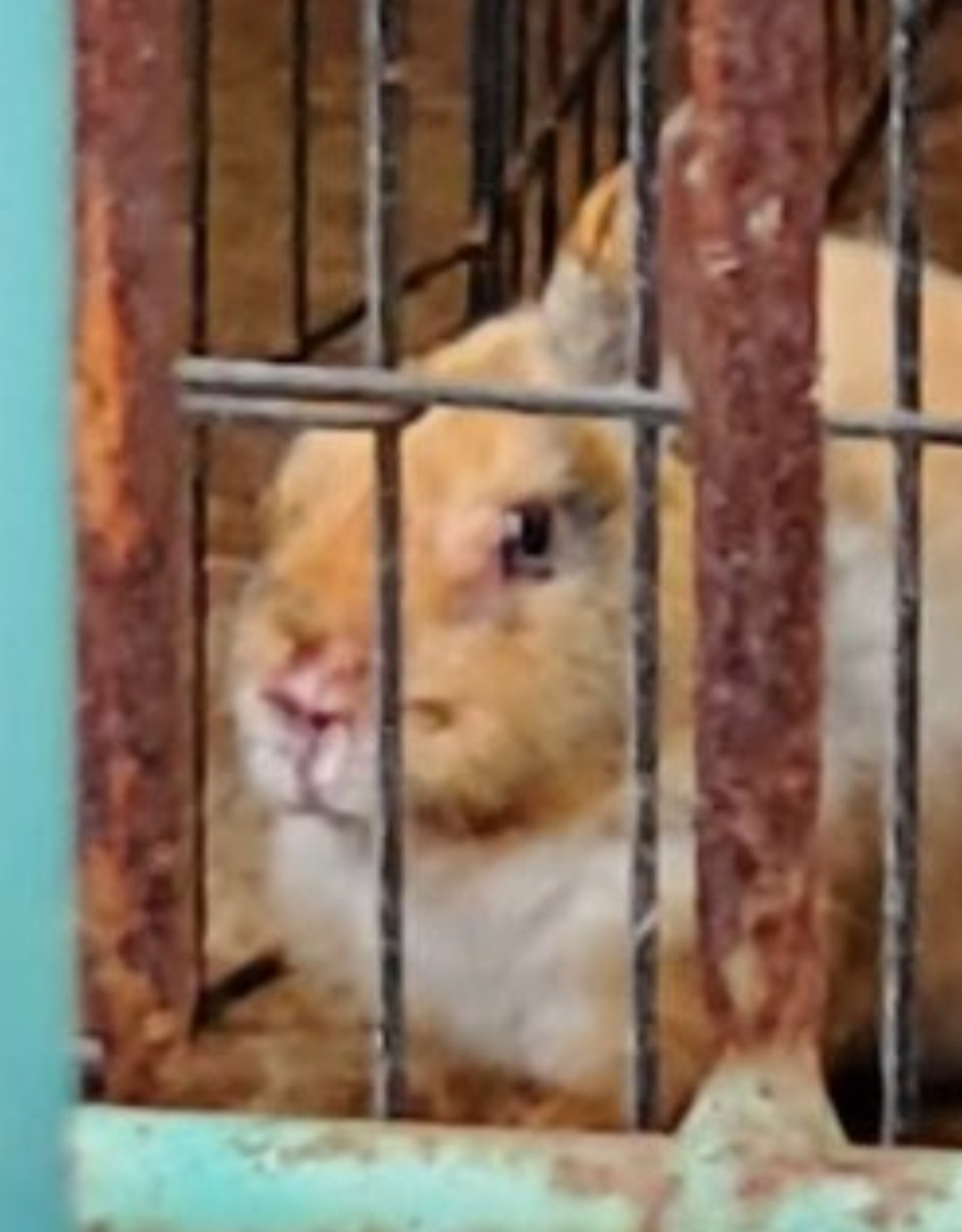 Usamama 学校動物の屋外飼育は 劣悪環境の虐待行為 ウサギなどの小動物を消耗品扱いするな Usamama Twitter