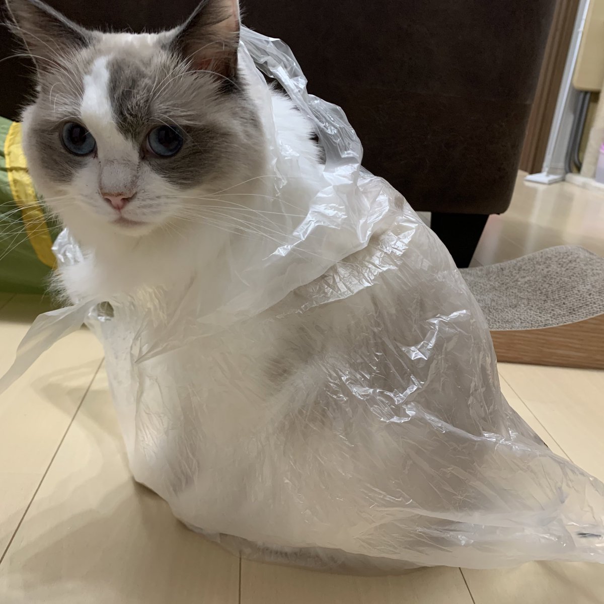 AloeLuna67's tweet photo. 雨合羽きた風ルナ…？
お顔も姿もシュールすぎる🥺

#猫好きさんと繋がりたい #猫のいる暮らし #ねこ #猫 #ラグドール https://t.co/4au0GixJRq