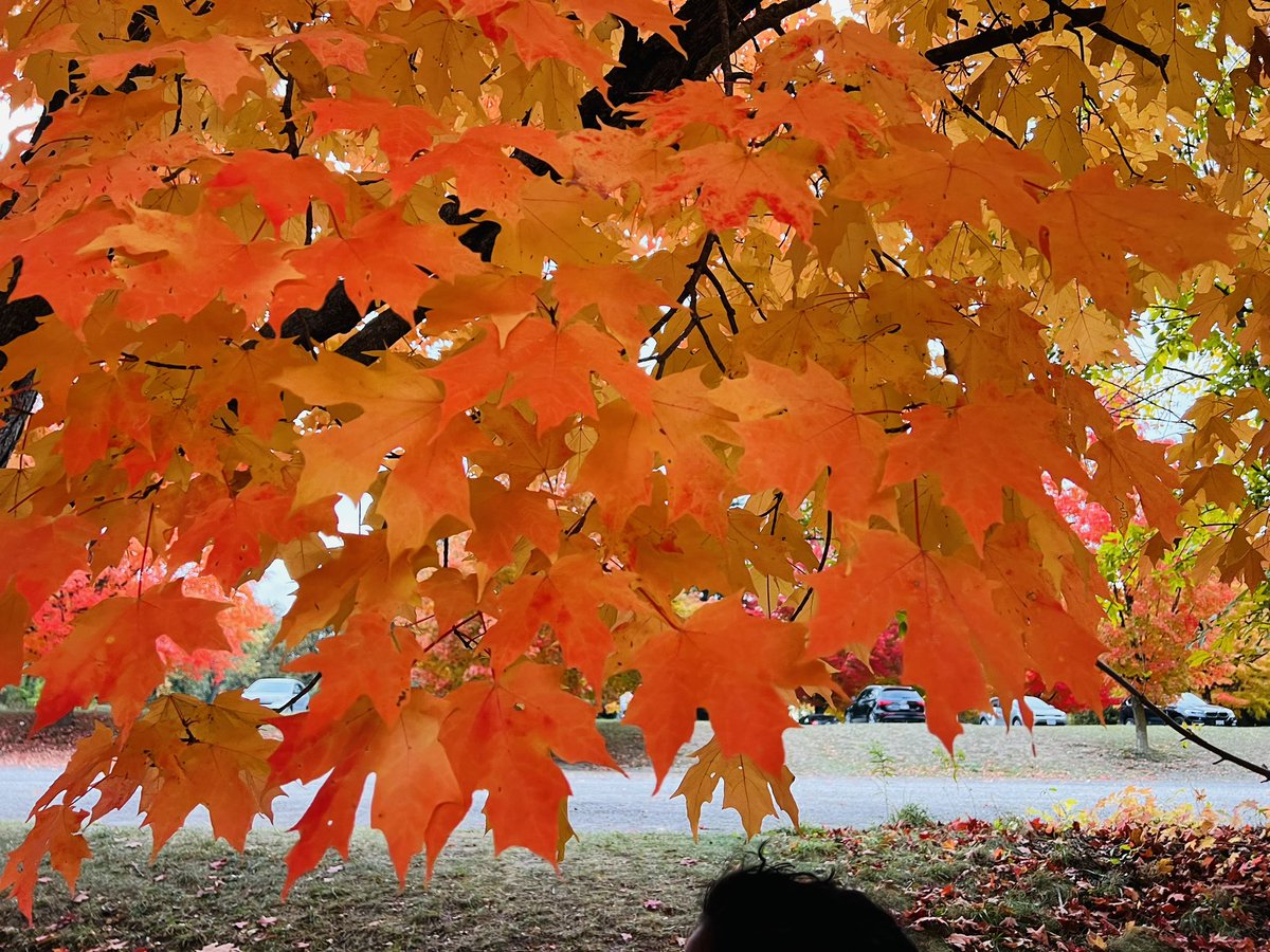 padmanss's tweet photo. Experienced spectacular colors at the #RockwoodConservationArea @grandriverca @grandriverparks #ColourfulFall #OntarioParks  #LookOutPoint 😍😍 https://t.co/1lnKVaVFsO