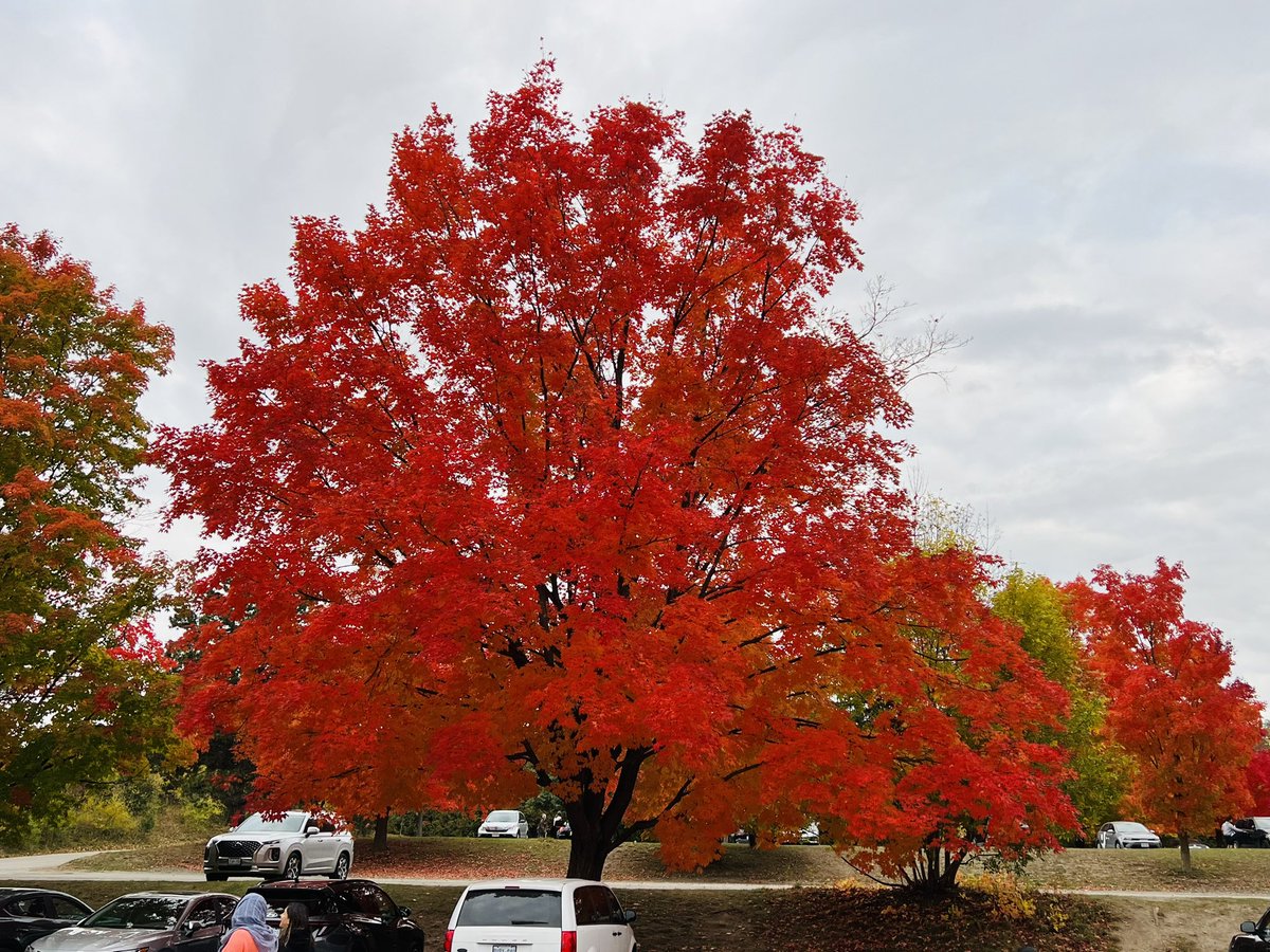 padmanss's tweet photo. Experienced spectacular colors at the #RockwoodConservationArea @grandriverca @grandriverparks #ColourfulFall #OntarioParks  #LookOutPoint 😍😍 https://t.co/1lnKVaVFsO