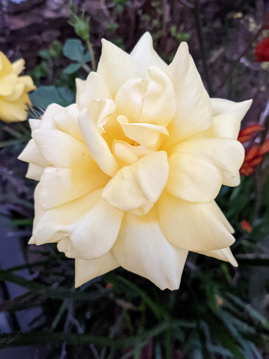 Today is World Mental Health Day - a perfect day to stop and the smell the roses. Hope you find a bloom or bunch in your travels to appreciate not just today but everyday!