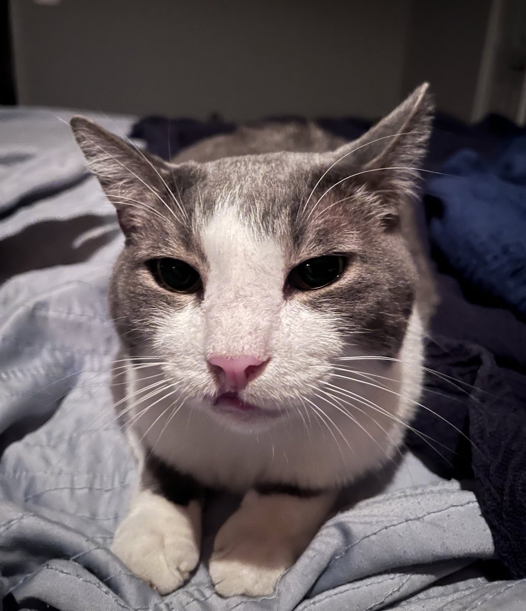 RealRuggle's tweet image. All in my purrrrr’s
#CatsofTwittter #Cats