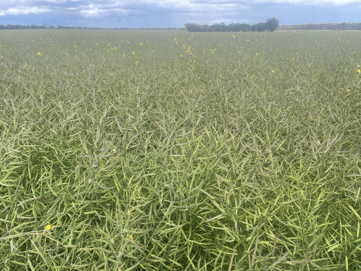 Lingering flowers on Emu south of a Pingrup. #warakirricropping