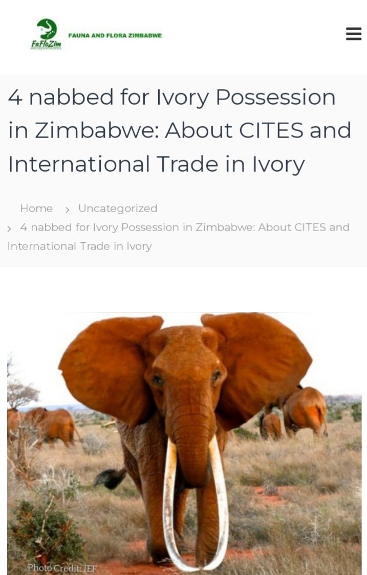 4 Zimbabweans have been arrested for possession of 5 pieces of ivory weighing over 30kgs. Despite the international ban in ivory trade through @CITES, elephant poaching is still rampant in range states.faflozim.org.zw/2022/10/10/4-m…