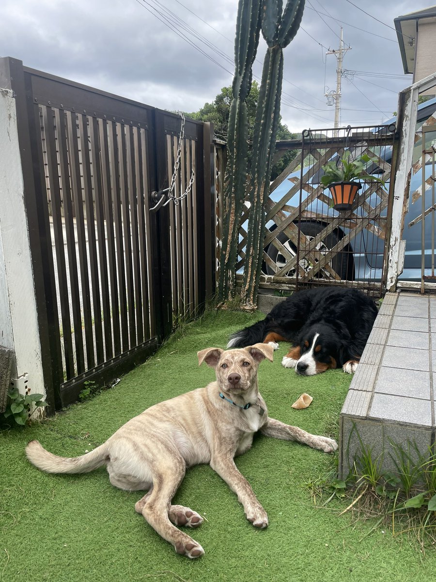 uglymaaash's tweet photo. 沖縄ひさしぶりに雨降りそうな曇り空☁️
#バーニーズマウンテンドッ
#犬 https://t.co/JNQQdlyJFw