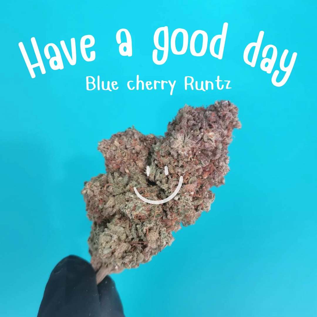 TrichomeCnx's tweet photo. Blue cherry Runtz
#cnx #cafe #คาเฟ่เชียงใหม่ #คาเฟ่ #เชียงใหม่ #chiangmai #thapeagate #fun #relax #cnx #cafe #คาเฟ่เชียงใหม่ #คาเฟ่ #พร้อมส่ง #เชียงใหม่ #chiangmai #ส่งฟรี #ท่าแพ #ประตูท่าแพ #thapaegate #thapae #cannabis #chiangmai #trichomecnx https://t.co/K5GbRuWVt3